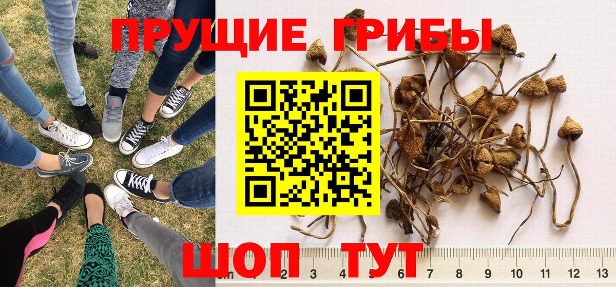 Донецк  Галлюциногенные грибы мицелий  Вход с VPN 